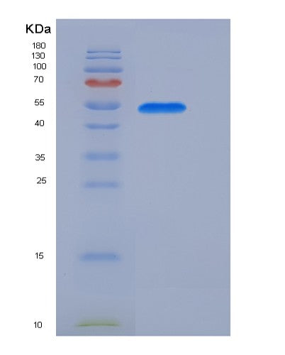 Mouse F9 (Coagulation Factor Ix) - Recombinant Protein
