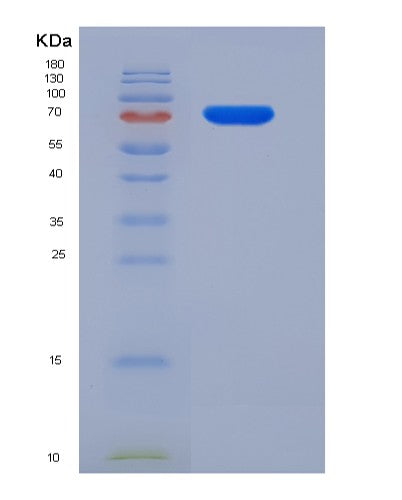 Mouse Scarb1 (Scavenger Receptor Class B Member 1) - Recombinant Protein