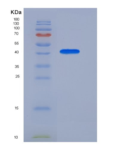 Human APOA4 (Apolipoprotein A-Iv) - Recombinant Protein