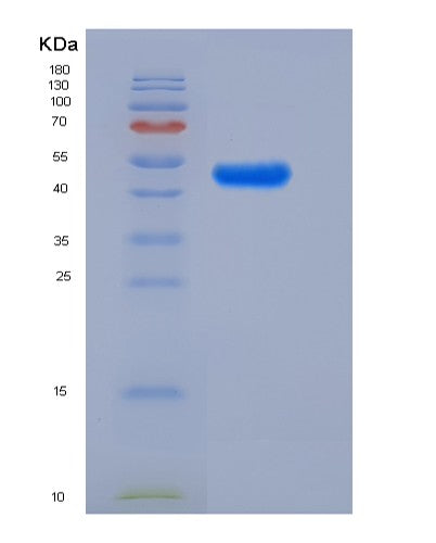 Human LILRA5 (Leukocyte Immunoglobulin-Like Receptor Subfamily A Member 5) - Recombinant Protein
