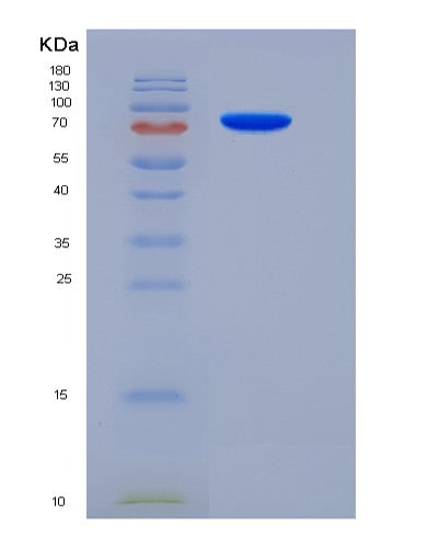 Mouse Sema5a (Semaphorin-5A) - Recombinant Protein