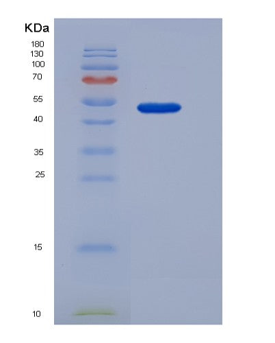 Mouse Colec10 (Collectin-10) - Recombinant Protein