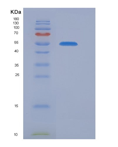 Mouse Cndp2 (Cytosolic Non-Specific Dipeptidase) - Recombinant Protein