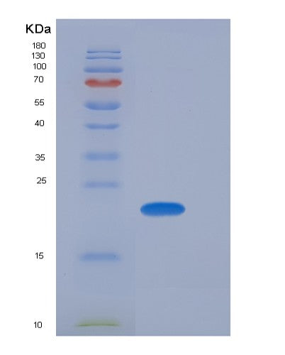 Mouse Sdf2 (Stromal Cell-Derived Factor 2) - Recombinant Protein