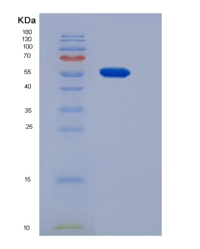 Mouse Cndp1 (Beta-Ala-His Dipeptidase) - Recombinant Protein
