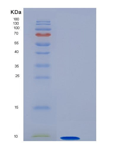 Human GNGT1 (Guanine Nucleotide-Binding Protein G(T) Subunit Gamma-T1) - Recombinant Protein