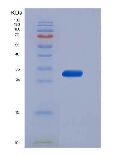 Mouse Cd36 (Platelet Glycoprotein 4) - Recombinant Protein
