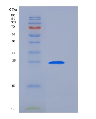 Mouse Bcl2l1 (Bcl-2-Like Protein 1) - Recombinant Protein