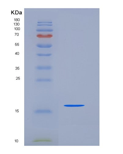 Human BOLA1 (Bola-Like Protein 1) - Recombinant Protein