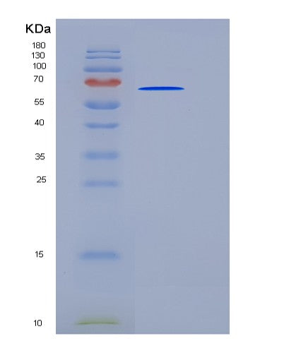 Human TLE3 (Transducin-Like Enhancer Protein 3) - Recombinant Protein
