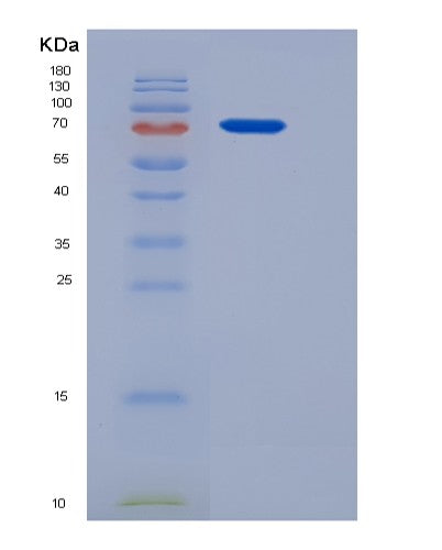 Mouse Ltf (Lactotransferrin) - Recombinant Protein