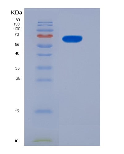 Mouse Il13ra1 (Interleukin-13 Receptor Subunit Alpha-1) - Recombinant Protein