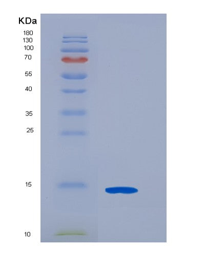 Human CDK2AP2 (Cyclin-Dependent Kinase 2-Associated Protein 2) - Recombinant Protein