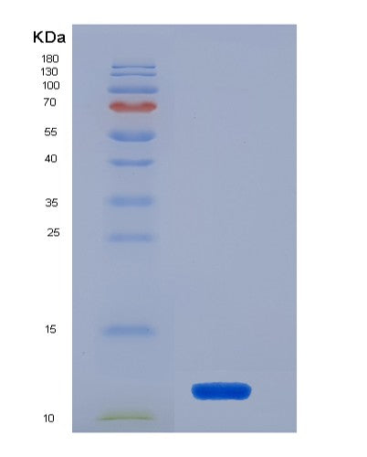 Human FKBP1A (Peptidyl-Prolyl Cis-Trans Isomerase Fkbp1A) - Recombinant Protein