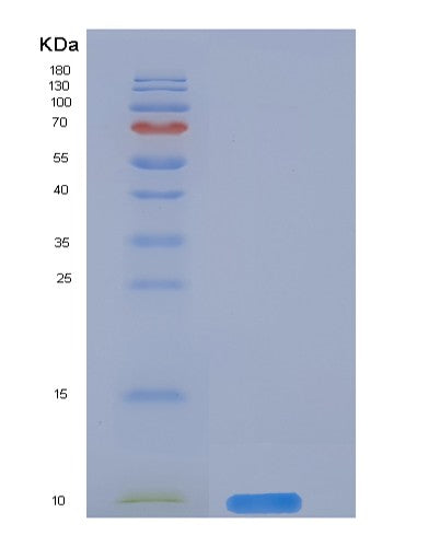 Mouse Cd59a (Cd59A Glycoprotein) - Recombinant Protein