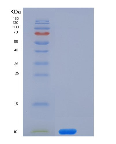 Mouse Cd53 (Leukocyte Surface Antigen Cd53) - Recombinant Protein