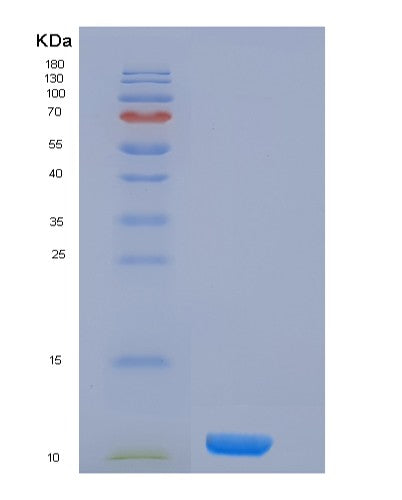 Human H4C1 (Histone H4) - Recombinant Protein