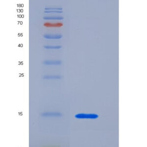 Human CEACAM3 (Cell Adhesion Molecule Ceacam3) - Recombinant Protein