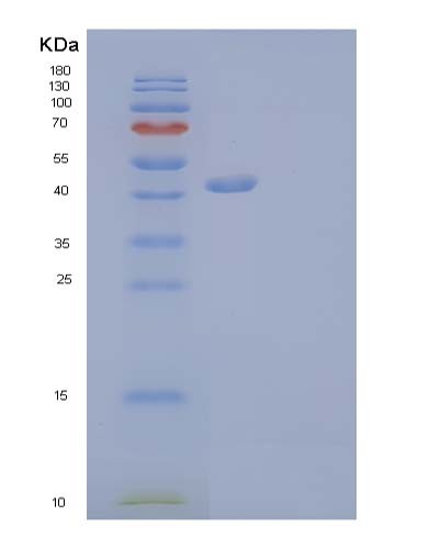 Mouse Tnfrsf18 (Tumor Necrosis Factor Receptor Superfamily Member 18) - Recombinant Protein