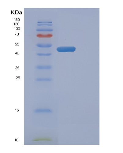 Human FADD (Fas-Associated Death Domain Protein) - Recombinant Protein