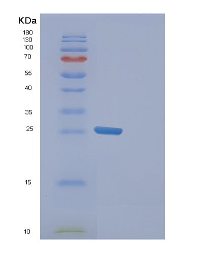 Human FAM50A (Protein Fam50A) - Recombinant Protein