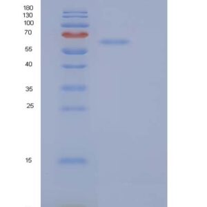 Human SCG2 (Secretogranin-2) - Recombinant Protein