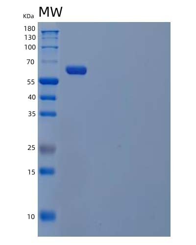 Human SIGLEC9 (Sialic Acid-Binding Ig-Like Lectin 9) - Recombinant Protein