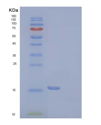 Human PDCD1 (Programmed Cell Death Protein 1) - Recombinant Protein