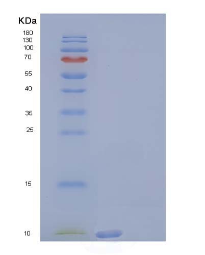 Human SCGB3A2 (Secretoglobin Family 3A Member 2) - Recombinant Protein