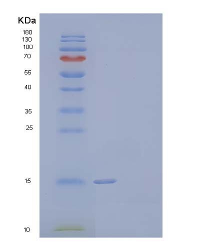 Human PRND (Prion-Like Protein Doppel) - Recombinant Protein