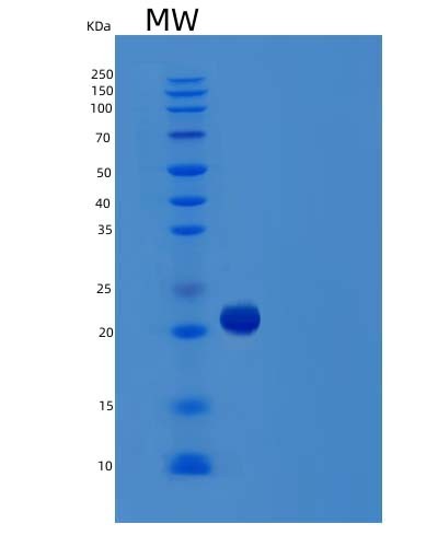 Human TNFSF15 (Tumor Necrosis Factor Ligand Superfamily Member 15) - Recombinant Protein