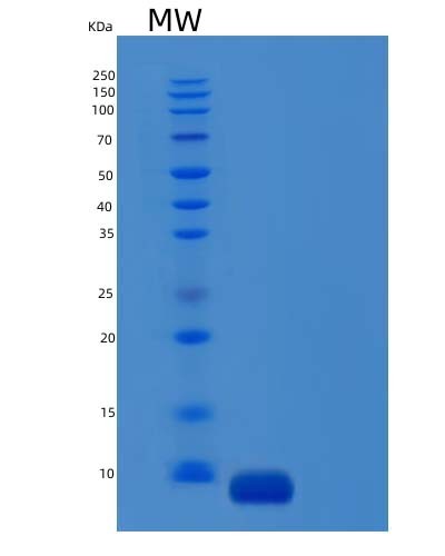 Human CCL26 (C-C Motif Chemokine 26) - Recombinant Protein
