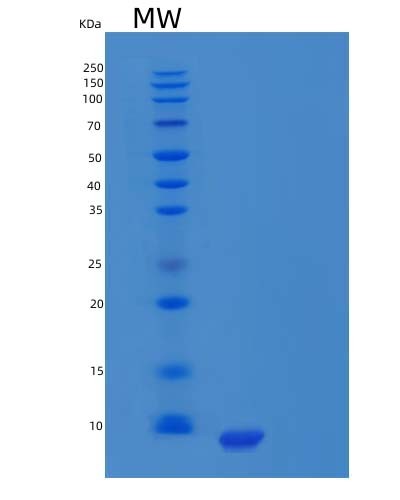 Human PPY (Pancreatic Polypeptide Prohormone) - Recombinant Protein