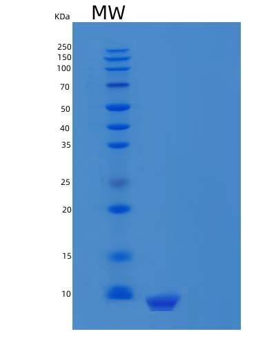 Human CXCL12 (Stromal Cell-Derived Factor 1) - Recombinant Protein