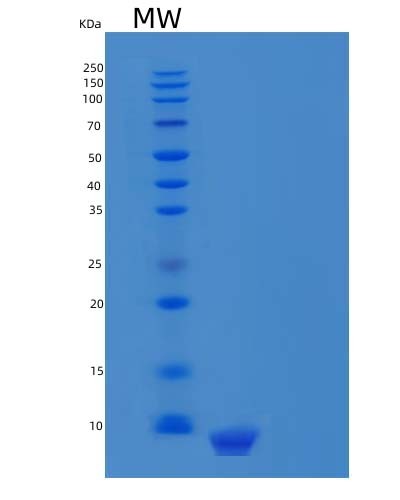 Human CXCL12 (Stromal Cell-Derived Factor 1) - Recombinant Protein