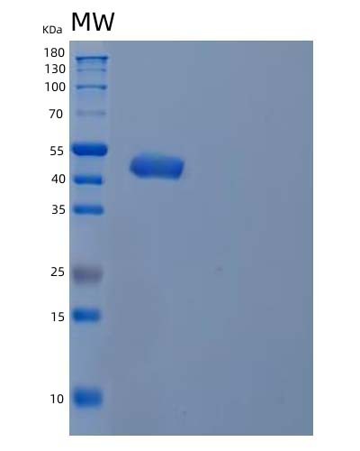 Human INPP5A (Inositol Polyphosphate-5-Phosphatase A) - Recombinant Protein