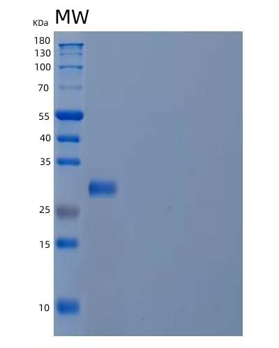 Human PMM2 (Phosphomannomutase 2) - Recombinant Protein