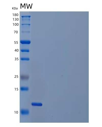 Human PDGFB (Platelet-Derived Growth Factor Subunit B) - Recombinant Protein