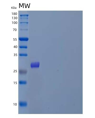 Mouse Mstn (Growth/Differentiation Factor 8) - Recombinant Protein