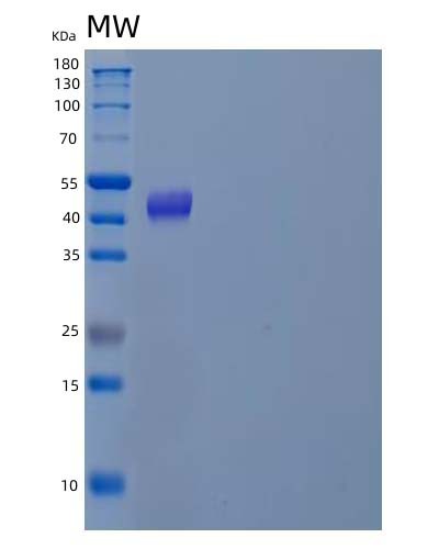 Human POLD2 (Dna Polymerase Delta Subunit 2) - Recombinant Protein