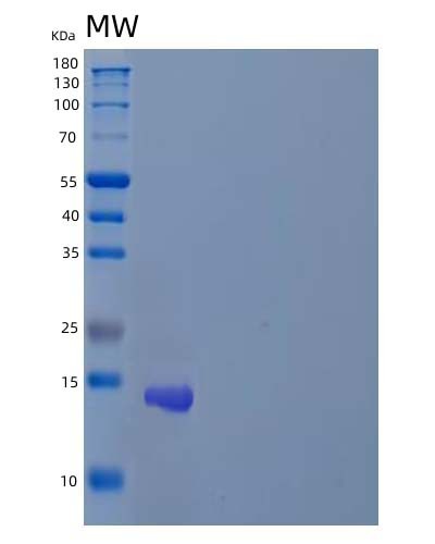 Human ZNF75A (Zinc Finger Protein 75A) - Recombinant Protein
