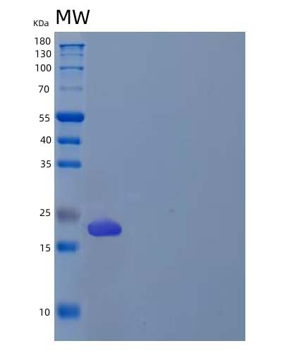 Human PRG2 (Bone Marrow Proteoglycan) - Recombinant Protein