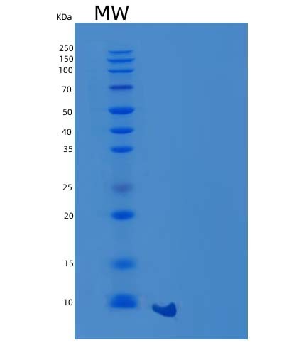 Mouse Ccl8 (C-C Motif Chemokine 8) - Recombinant Protein