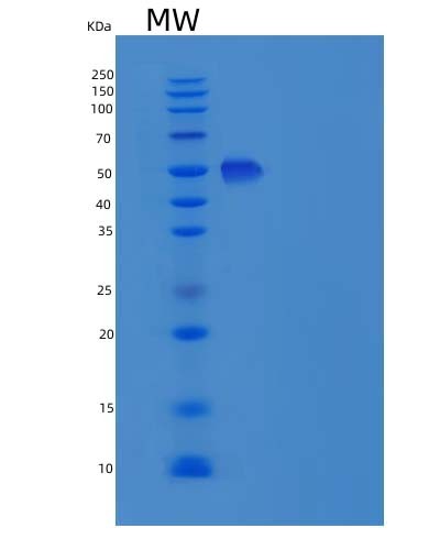 Mouse Icam2 (Intercellular Adhesion Molecule 2) - Recombinant Protein