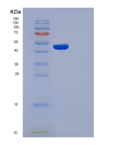 Mouse Cdc37 (Hsp90 Co-Chaperone Cdc37) - Recombinant Protein