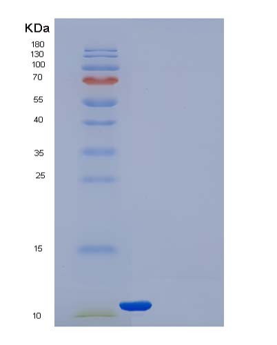 Human TXN (Thioredoxin) - Recombinant Protein