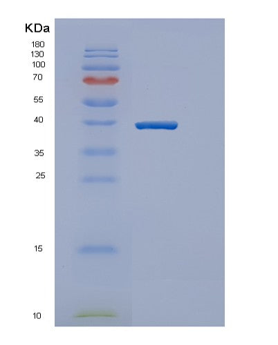 Mouse Gapdh (Glyceraldehyde-3-Phosphate Dehydrogenase) - Recombinant Protein