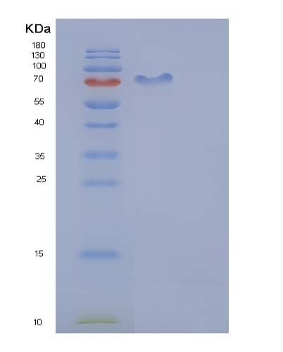 Mouse Cdc37 (Hsp90 Co-Chaperone Cdc37) - Recombinant Protein