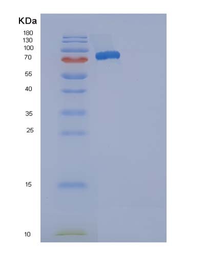 Mouse Selenop (Selenoprotein P) - Recombinant Protein