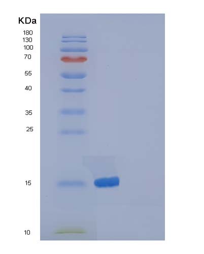 Mouse Ptn (Pleiotrophin) - Recombinant Protein